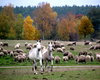 مزرعة
نائية
مختلطة in Mecklenburg-Vorpommern