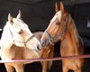 مزرعة
ومنشأة
لركب
الخيل in Oberpfalz