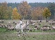 مزرعة
نائية
مختلطة, Mueritz, Mecklenburg-Vorpommern