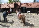 مزرعة
ركب
الخيل, Lueneburg, Niedersachsen
